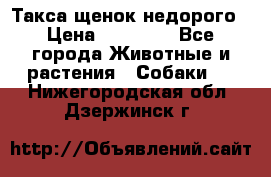 Такса щенок недорого › Цена ­ 15 000 - Все города Животные и растения » Собаки   . Нижегородская обл.,Дзержинск г.